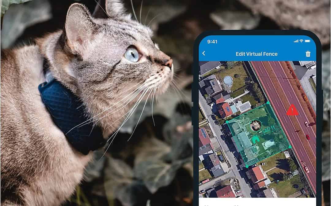 Did You Know Tractive GPS Tracker Can Monitor Your Cat’s Health?